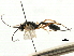  ( - CNCHYM 05525)  @11 [ ] CreativeCommons - Attribution (2011) CNC/CBG Photography Group Centre for Biodiversity Genomics