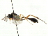  ( - CNCHYM 05526)  @13 [ ] CreativeCommons - Attribution (2011) CNC/CBG Photography Group Centre for Biodiversity Genomics