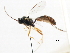  ( - CNCHYM 05536)  @11 [ ] CreativeCommons - Attribution (2011) CNC/CBG Photography Group Centre for Biodiversity Genomics