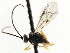  ( - CNCHYM 05541)  @11 [ ] CreativeCommons - Attribution (2011) CNC/CBG Photography Group Centre for Biodiversity Genomics