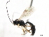  ( - CNCHYM 05543)  @13 [ ] CreativeCommons - Attribution (2011) CNC/CBG Photography Group Centre for Biodiversity Genomics