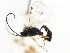  ( - CNCHYM 05544)  @11 [ ] CreativeCommons - Attribution (2011) CNC/CBG Photography Group Centre for Biodiversity Genomics