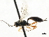  ( - CNCHYM 05576)  @11 [ ] CreativeCommons - Attribution (2011) CNC/CBG Photography Group Centre for Biodiversity Genomics