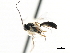  ( - CNCHYM 05783)  @12 [ ] CreativeCommons - Attribution (2011) CNC/CBG Photography Group Centre for Biodiversity Genomics