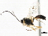  ( - CNCHYM 05784)  @12 [ ] CreativeCommons - Attribution (2011) CNC/CBG Photography Group Centre for Biodiversity Genomics