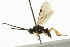  ( - CNCHYM 01809)  @13 [ ] CreativeCommons - Attribution (2011) CNC/CBG Photography Group Centre for Biodiversity Genomics