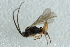  ( - CNCHYM 01815)  @12 [ ] CreativeCommons - Attribution (2011) CNC/CBG Photography Group Centre for Biodiversity Genomics