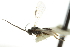  ( - CNCHYM 01835)  @12 [ ] CreativeCommons - Attribution (2011) CNC/CBG Photography Group Centre for Biodiversity Genomics