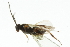  ( - CNCHYM 01857)  @11 [ ] CreativeCommons - Attribution (2011) CNC/CBG Photography Group Centre for Biodiversity Genomics