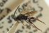  ( - CNCHYM 01859)  @11 [ ] CreativeCommons - Attribution (2011) CNC/CBG Photography Group Centre for Biodiversity Genomics