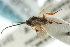  ( - CNCHYM 01860)  @12 [ ] CreativeCommons - Attribution (2011) CNC/CBG Photography Group Centre for Biodiversity Genomics