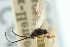 ( - CNCHYM 00409)  @11 [ ] CreativeCommons - Attribution (2011) CNC/CBG Photography Group Centre for Biodiversity Genomics