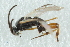  ( - CNCHYM 00411)  @11 [ ] CreativeCommons - Attribution (2011) CNC/CBG Photography Group Centre for Biodiversity Genomics