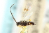  ( - CNCHYM 00412)  @11 [ ] CreativeCommons - Attribution (2011) CNC/CBG Photography Group Centre for Biodiversity Genomics