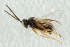  ( - CNCHYM 00483)  @11 [ ] CreativeCommons - Attribution (2011) CNC/CBG Photography Group Centre for Biodiversity Genomics