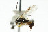  ( - CNCHYM 00515)  @11 [ ] CreativeCommons - Attribution (2011) CNC/CBG Photography Group Centre for Biodiversity Genomics