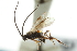  ( - CNCHYM 00516)  @11 [ ] CreativeCommons - Attribution (2011) CNC/CBG Photography Group Centre for Biodiversity Genomics