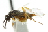  ( - CNCHYM 00519)  @11 [ ] CreativeCommons - Attribution (2011) CNC/CBG Photography Group Centre for Biodiversity Genomics