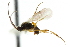  ( - CNCHYM 00584)  @11 [ ] CreativeCommons - Attribution (2011) CNC/CBG Photography Group Centre for Biodiversity Genomics
