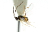  ( - CNCHYM 00585)  @11 [ ] CreativeCommons - Attribution (2011) CNC/CBG Photography Group Centre for Biodiversity Genomics