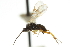  ( - CNCHYM 00608)  @11 [ ] CreativeCommons - Attribution (2011) CNC/CBG Photography Group Centre for Biodiversity Genomics