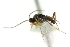  ( - CNCHYM 00753)  @11 [ ] CreativeCommons - Attribution (2011) CNC/CBG Photography Group Centre for Biodiversity Genomics