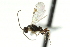  ( - CNCHYM 00756)  @11 [ ] CreativeCommons - Attribution (2011) CNC/CBG Photography Group Centre for Biodiversity Genomics