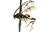  ( - CNCHYM 00784)  @11 [ ] CreativeCommons - Attribution (2011) CNC/CBG Photography Group Centre for Biodiversity Genomics