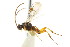  ( - CNCHYM 00870)  @13 [ ] CreativeCommons - Attribution (2011) CNC/CBG Photography Group Centre for Biodiversity Genomics