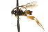  ( - CNCHYM 00871)  @11 [ ] CreativeCommons - Attribution (2011) CNC/CBG Photography Group Centre for Biodiversity Genomics