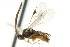  ( - CNCHYM 00872)  @11 [ ] CreativeCommons - Attribution (2011) CNC/CBG Photography Group Centre for Biodiversity Genomics
