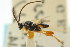  ( - CNCHYM 00875)  @11 [ ] CreativeCommons - Attribution (2011) CNC/CBG Photography Group Centre for Biodiversity Genomics