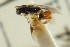  ( - CNCHYM 00881)  @11 [ ] CreativeCommons - Attribution (2011) CNC/CBG Photography Group Centre for Biodiversity Genomics