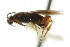  ( - CNCHYM 00882)  @11 [ ] CreativeCommons - Attribution (2011) CNC/CBG Photography Group Centre for Biodiversity Genomics