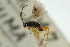  ( - CNCHYM 00883)  @11 [ ] CreativeCommons - Attribution (2011) CNC/CBG Photography Group Centre for Biodiversity Genomics
