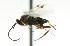  ( - CNCHYM 00977)  @11 [ ] CreativeCommons - Attribution (2011) CNC/CBG Photography Group Centre for Biodiversity Genomics
