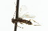  ( - CNCHYM 00996)  @11 [ ] CreativeCommons - Attribution (2011) CNC/CBG Photography Group Centre for Biodiversity Genomics