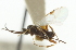  ( - CNCHYM 00997)  @11 [ ] CreativeCommons - Attribution (2011) CNC/CBG Photography Group Centre for Biodiversity Genomics