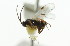  ( - CNCHYM 00998)  @11 [ ] CreativeCommons - Attribution (2011) CNC/CBG Photography Group Centre for Biodiversity Genomics