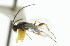  ( - CNCHYM 00999)  @11 [ ] CreativeCommons - Attribution (2011) CNC/CBG Photography Group Centre for Biodiversity Genomics