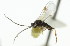  ( - CNCHYM 01000)  @11 [ ] CreativeCommons - Attribution (2011) CNC/CBG Photography Group Centre for Biodiversity Genomics