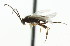  ( - CNCHYM 01001)  @11 [ ] CreativeCommons - Attribution (2011) CNC/CBG Photography Group Centre for Biodiversity Genomics