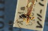  ( - CNCHYM 01040)  @11 [ ] CreativeCommons - Attribution (2011) CNC/CBG Photography Group Centre for Biodiversity Genomics