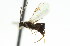  ( - CNCHYM 01042)  @11 [ ] CreativeCommons - Attribution (2011) CNC/CBG Photography Group Centre for Biodiversity Genomics