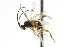  ( - CNCHYM 01336)  @11 [ ] CreativeCommons - Attribution (2011) CNC/CBG Photography Group Centre for Biodiversity Genomics