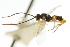  ( - CNCHYM 01338)  @11 [ ] CreativeCommons - Attribution (2011) CNC/CBG Photography Group Centre for Biodiversity Genomics