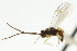  ( - CNCHYM 01340)  @11 [ ] CreativeCommons - Attribution (2011) CNC/CBG Photography Group Centre for Biodiversity Genomics