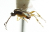  ( - CNCHYM 01341)  @11 [ ] CreativeCommons - Attribution (2011) CNC/CBG Photography Group Centre for Biodiversity Genomics