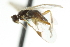  ( - CNCHYM 01343)  @11 [ ] CreativeCommons - Attribution (2011) CNC/CBG Photography Group Centre for Biodiversity Genomics