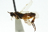  ( - CNCHYM 01370)  @11 [ ] CreativeCommons - Attribution (2011) CNC/CBG Photography Group Centre for Biodiversity Genomics